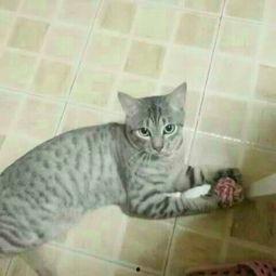 萌宠明星粗乃玩 第三季,萌宠新篇章，欢乐再升级